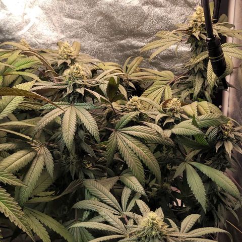 Purple honey  growlog timeline photo