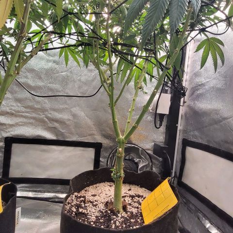 Purple honey  growlog timeline photo