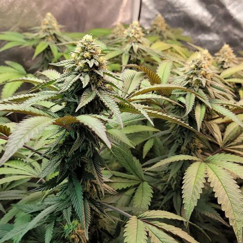 Purple honey  growlog timeline photo