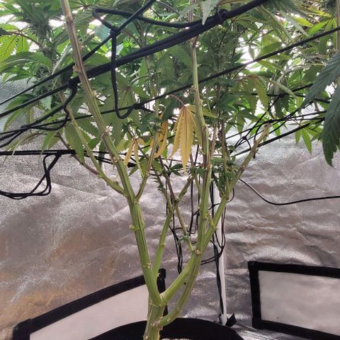 Purple honey  growlog timeline photo