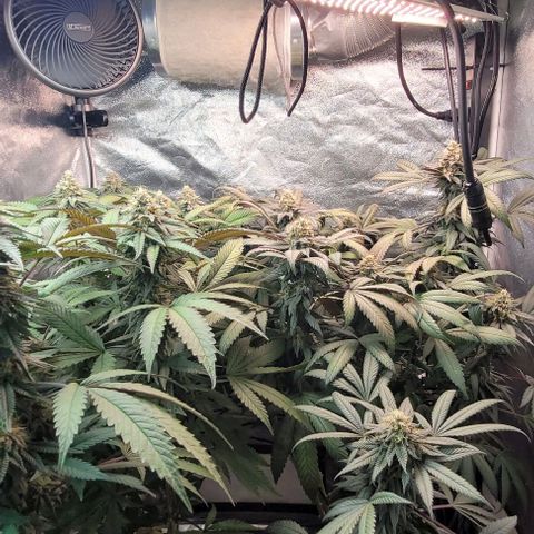 Purple honey  growlog timeline photo