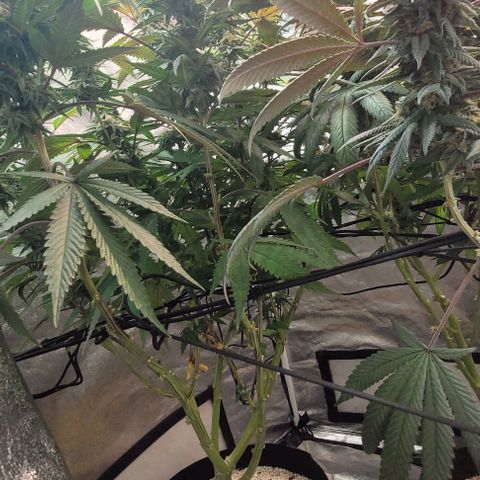 Purple honey  growlog timeline photo
