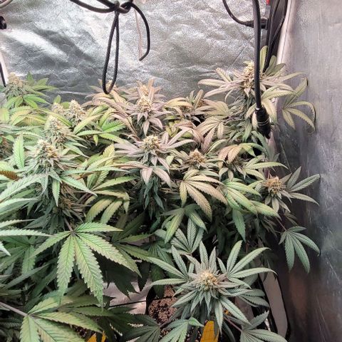 Purple honey  growlog timeline photo