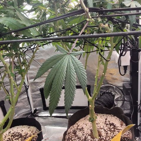 Purple honey  growlog timeline photo