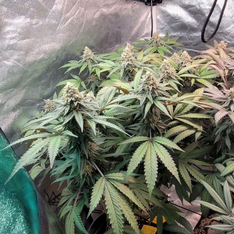 Purple honey  growlog timeline photo