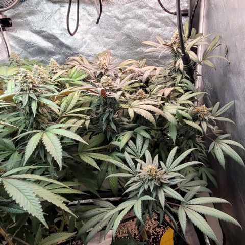 Purple honey  growlog timeline photo