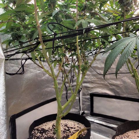 Purple honey  growlog timeline photo