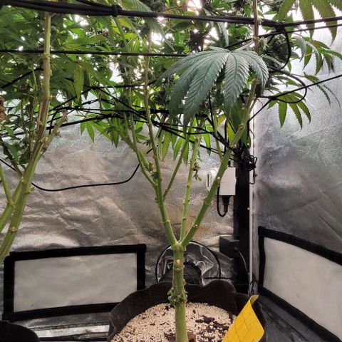 Purple honey  growlog timeline photo