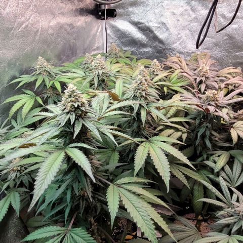 Purple honey  growlog timeline photo