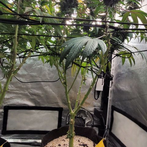 Purple honey  growlog timeline photo
