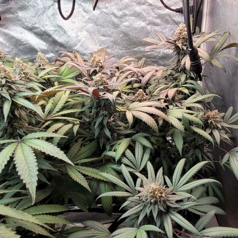 Purple honey  growlog timeline photo