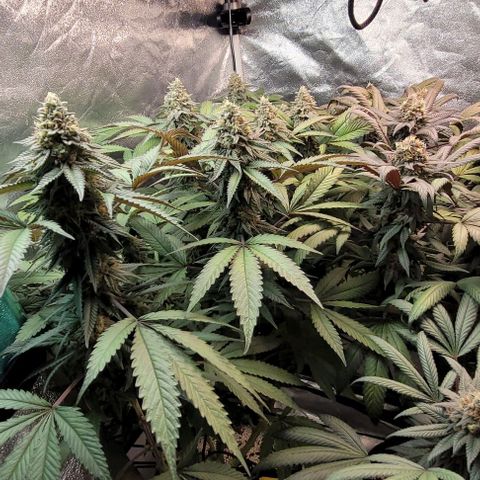 Purple honey  growlog timeline photo