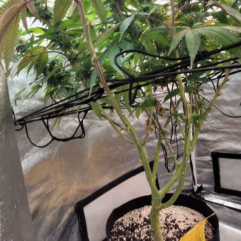 Purple honey  growlog timeline photo