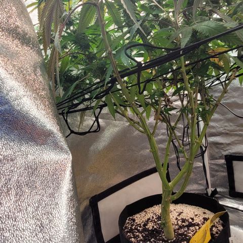 Purple honey  growlog timeline photo