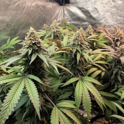 Purple honey  growlog timeline photo