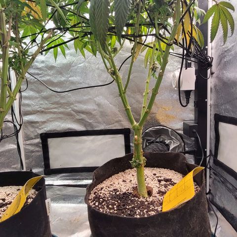 Purple honey  growlog timeline photo