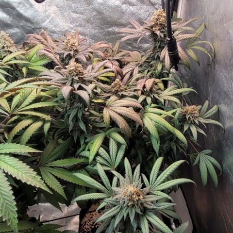 Purple honey  growlog timeline photo