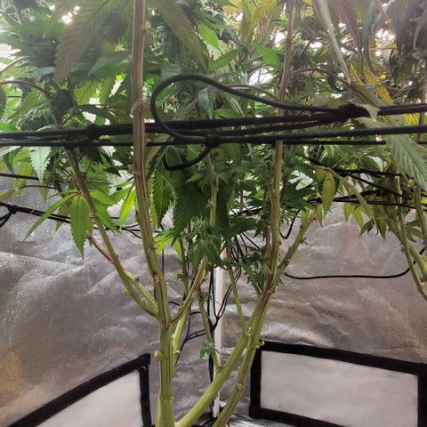 Purple honey  growlog timeline photo