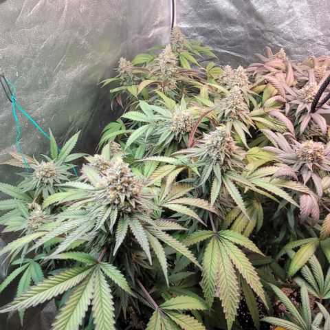 Purple honey  growlog timeline photo