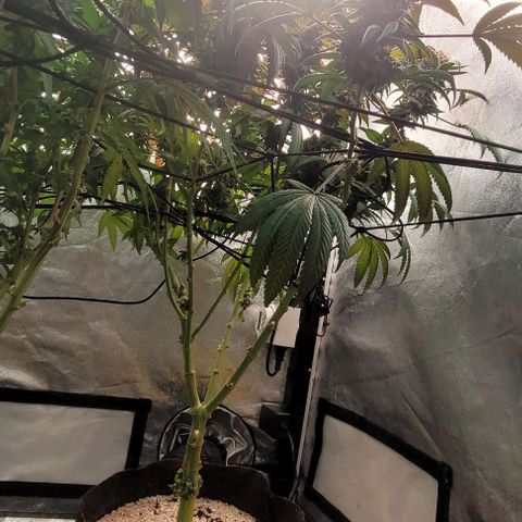 Purple honey  growlog timeline photo