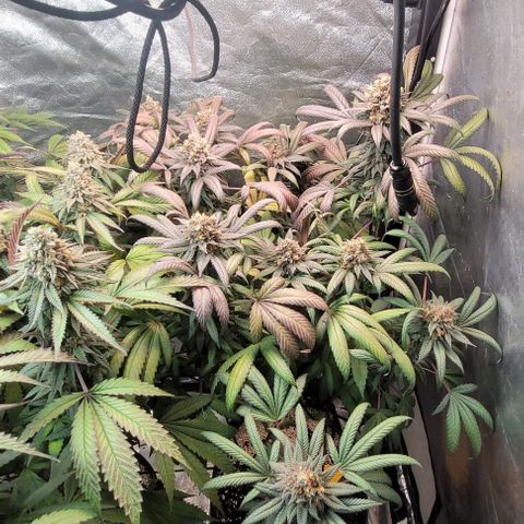 Purple honey  growlog timeline photo