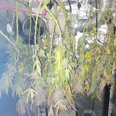 Purple honey  growlog timeline photo