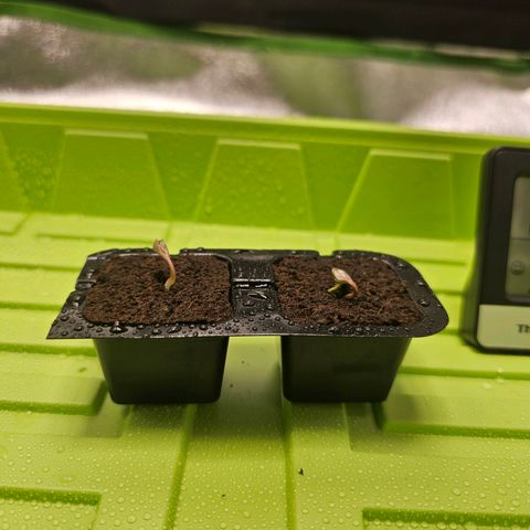 Girl Scout Cookies growlog timeline photo