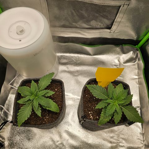 Girl Scout Cookies growlog timeline photo