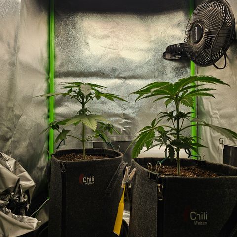 Girl Scout Cookies growlog photo: Ca. 24cm Groß, bei beiden Pflanzen mit LST angefangen 