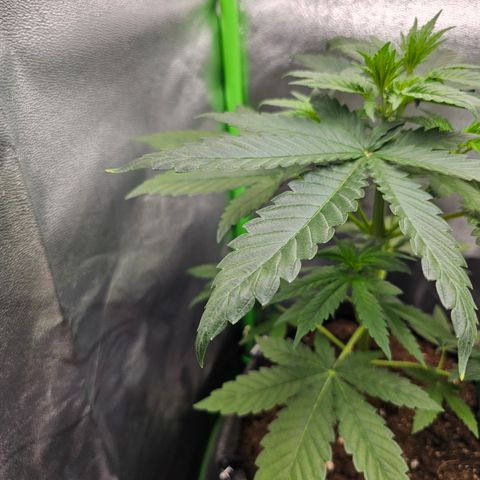 Girl Scout Cookies growlog photo: Die Blattspitzen hängen nach unten