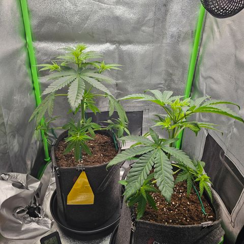 Girl Scout Cookies growlog photo: Heute weitere Äste nach unten gebunden und gelollipoppt ( nur die unteren Äste die kleinen Blätter die kein Licht abbekommen)
Heute startet die Blütephase.