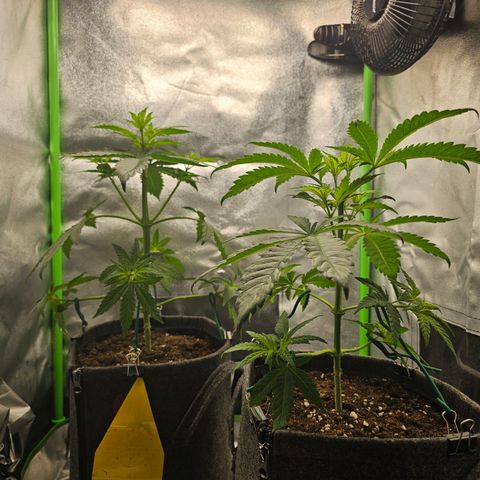 Girl Scout Cookies growlog photo: Heute weitere Äste nach unten gebunden und gelollipoppt ( nur die unteren Äste die kleinen Blätter die kein Licht abbekommen)
Heute startet die Blütephase.