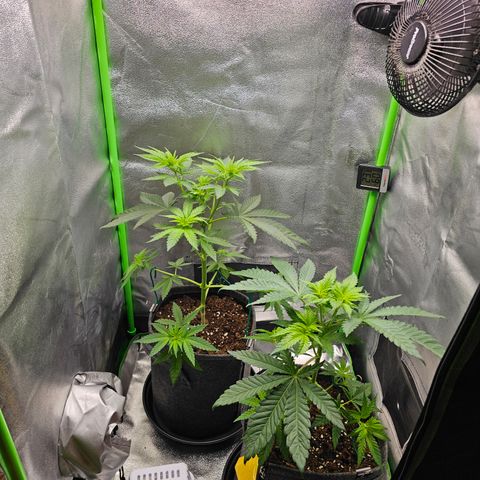 Girl Scout Cookies growlog photo: Morgens ein Tag nachm gießen und Düngen, optisch leichte Verbesserungen. Zum Abend hin aber leider wieder etwas schlechter ( wieder heller geworden)