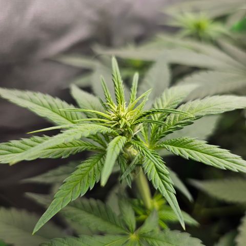 Girl Scout Cookies growlog timeline photo