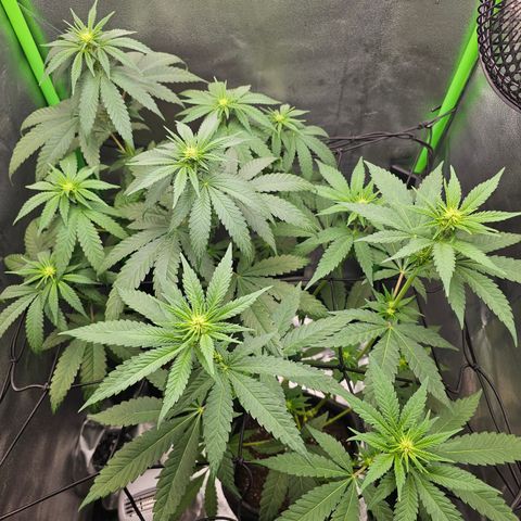 Girl Scout Cookies growlog timeline photo