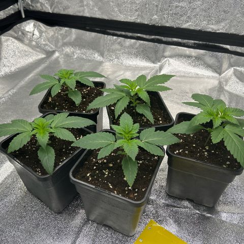Royal Runtz growlog timeline photo