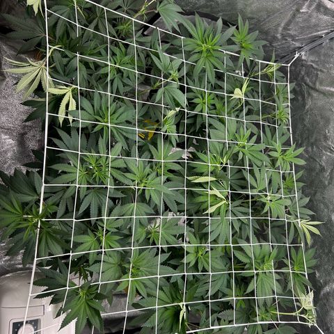 Royal Runtz growlog timeline photo