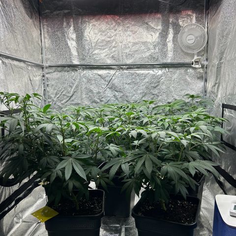 Royal Runtz growlog timeline photo
