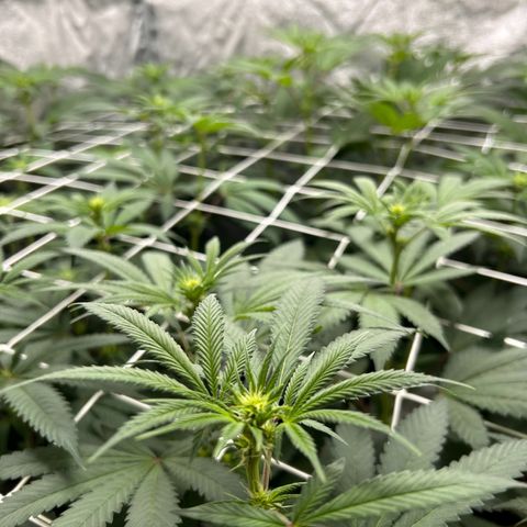 Royal Runtz growlog timeline photo