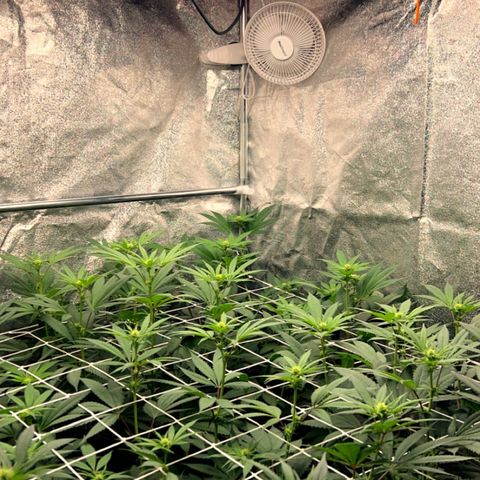 Royal Runtz growlog timeline photo
