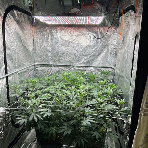 Royal Runtz growlog timeline photo