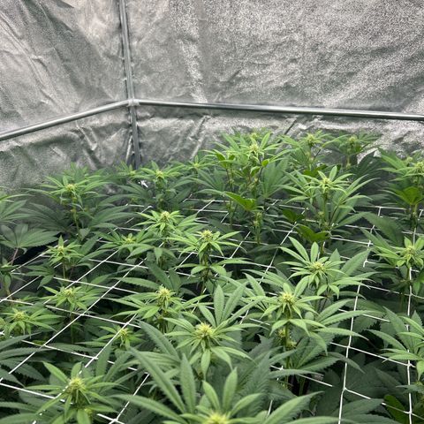 Royal Runtz growlog timeline photo