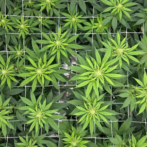 Royal Runtz growlog timeline photo