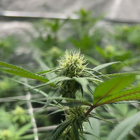 Royal Runtz growlog photo: Buds forming