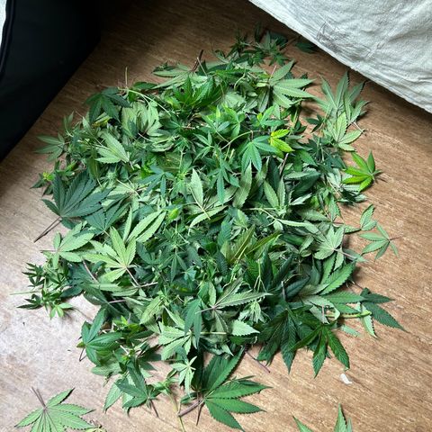 Royal Runtz growlog timeline photo