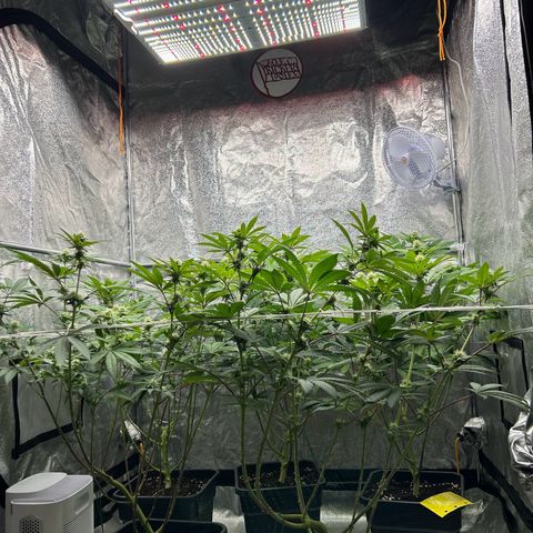 Royal Runtz growlog timeline photo