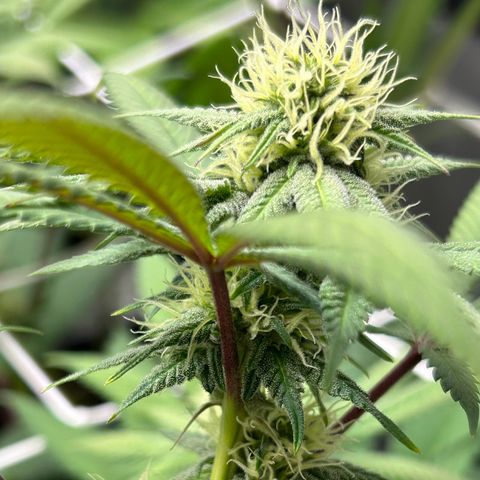 Royal Runtz growlog timeline photo