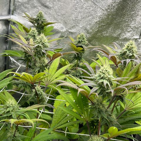 Royal Runtz growlog timeline photo