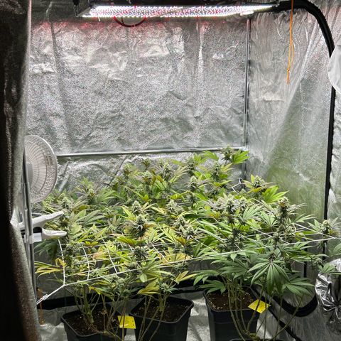 Royal Runtz growlog timeline photo