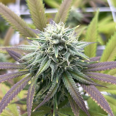 Royal Runtz growlog timeline photo